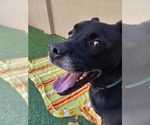 Small #22 Labrador Retriever Mix