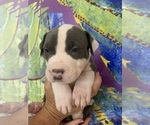 Puppy 9 American Pit Bull Terrier