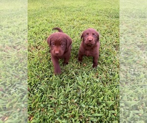 Labrador Retriever Dogs for adoption in TAYLORSVILLE, NC, USA