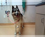 Small German Shepherd Dog