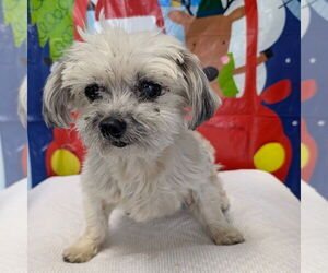 Mal-Shi Dogs for adoption in Chico, CA, USA