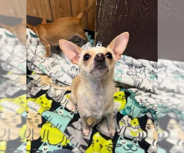 Medium Photo #2 Chihuahua Puppy For Sale in Parlier, CA, USA
