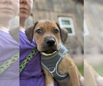 Small Photo #2 Mutt Puppy For Sale in Candler, NC, USA