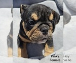 Small Photo #3 Bulldog Puppy For Sale in FRESNO, CA, USA