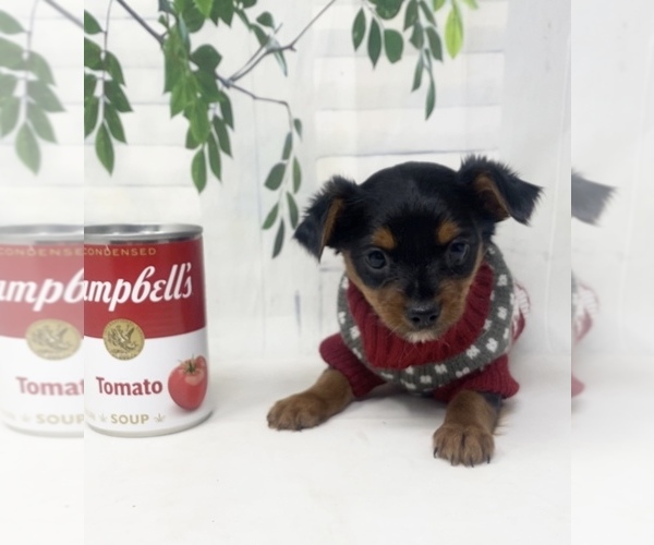 Medium Photo #26 Shorkie Tzu Puppy For Sale in SELLERSBURG, IN, USA