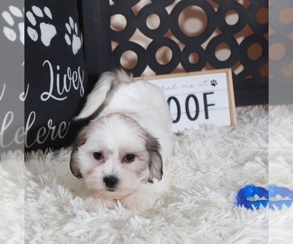 Medium Photo #4 Zuchon Puppy For Sale in MOUNT VERNON, OH, USA