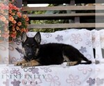 Captain - Male German Shepherd Dog Puppy for Sale - Photo #2