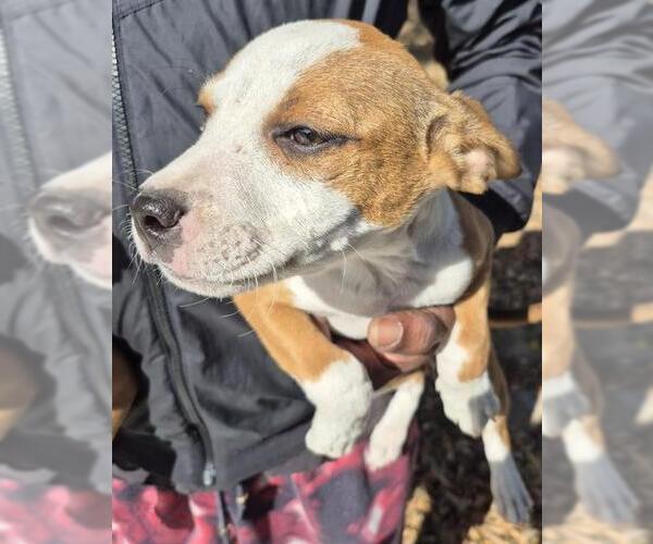 Medium Photo #1 Mutt Puppy For Sale in San Antonio, TX, USA