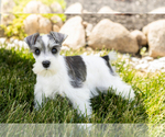 Small Photo #36 Schnauzer (Miniature) Puppy For Sale in MILLERSBURG, IN, USA