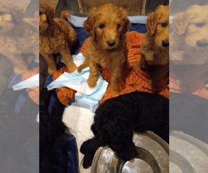 Goldendoodle Puppy for sale in MADISONVILLE, TN, USA