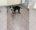 Small American Pit Bull Terrier