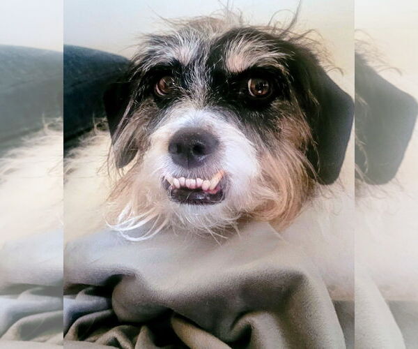 Medium Photo #2 Jack Russell Terrier-Unknown Mix Puppy For Sale in Topeka, KS, USA