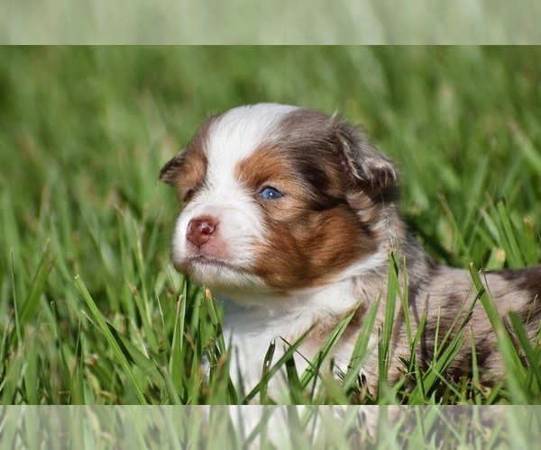 Medium Photo #1 Miniature Australian Shepherd Puppy For Sale in PALM COAST, FL, USA