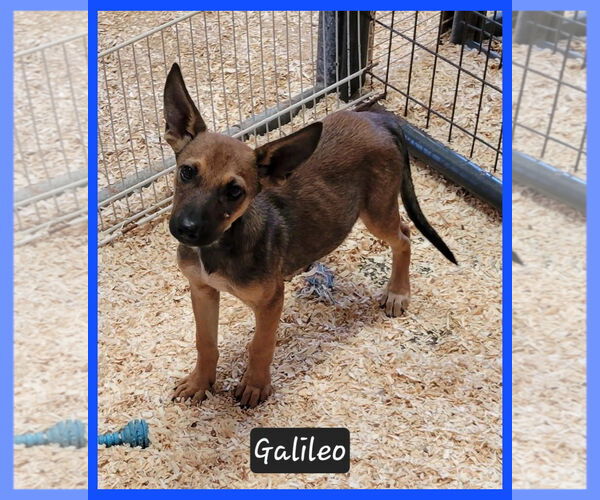 Medium Photo #2 Mutt Puppy For Sale in Granbury, TX, USA