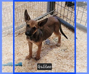 Mutt Dogs for adoption in Granbury, TX, USA