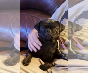 Pug Puppy for sale in ORLANDO, FL, USA