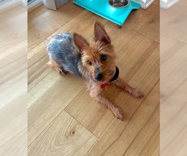 Medium Photo #5 Mutt Puppy For Sale in San Diego, CA, USA