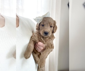 English Cream Golden Retriever-Poodle (Standard) Mix Puppy for sale in WORCESTER, MA, USA
