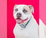 Small #2 American Staffordshire Terrier