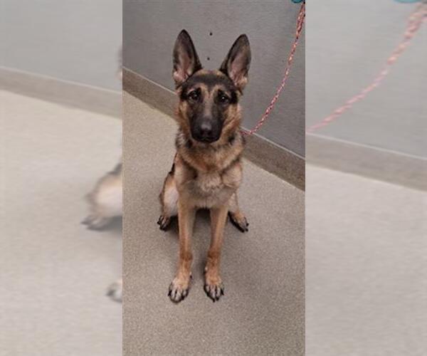 Medium Photo #1 German Shepherd Dog-Unknown Mix Puppy For Sale in Las Vegas, NV, USA