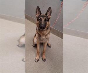 German Shepherd Dog-Unknown Mix Dogs for adoption in Las Vegas, NV, USA