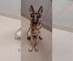 Small German Shepherd Dog Mix