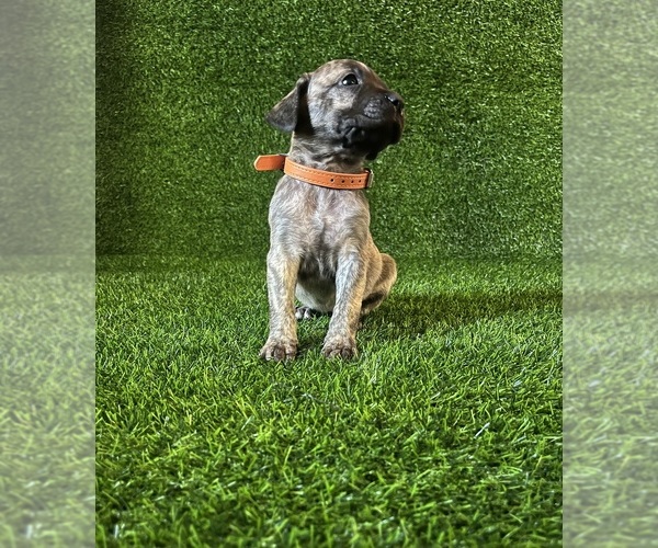 Medium Photo #1 Presa Canario Puppy For Sale in MOUNTAIN RANCH, CA, USA