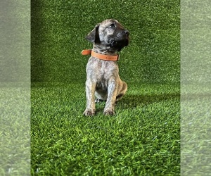 Presa Canario Puppy for sale in MOUNTAIN RANCH, CA, USA