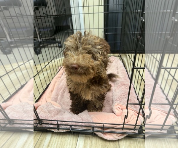 Medium Photo #2 Bernese Mountain Dog-Poodle (Miniature) Mix Puppy For Sale in Valrico, FL, USA