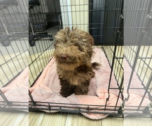 Cappuccino - Male Bernese Mountain Dog-Poodle (Miniature) Mix Dog for Adoption - Photo #2