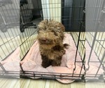 Small Photo #2 Bernese Mountain Dog-Poodle (Miniature) Mix Puppy For Sale in Valrico, FL, USA