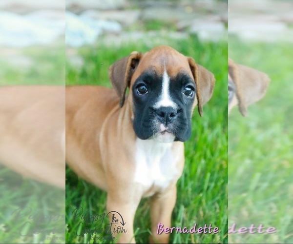 Medium Photo #2 Boxer Puppy For Sale in SHIPSHEWANA, IN, USA