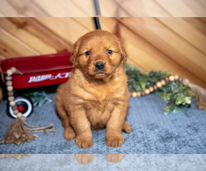 Golden Retriever Litter for sale in BALTIC, OH, USA
