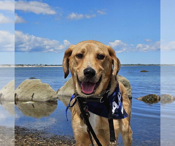 Medium Photo #5 Mutt Puppy For Sale in Boston, MA, USA