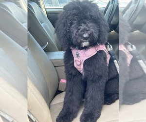 Poodle (Standard)-Sheepadoodle Mix Puppy for sale in LAKEWOOD, CA, USA