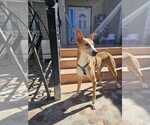 Small #37 Saluki-Whippet Mix