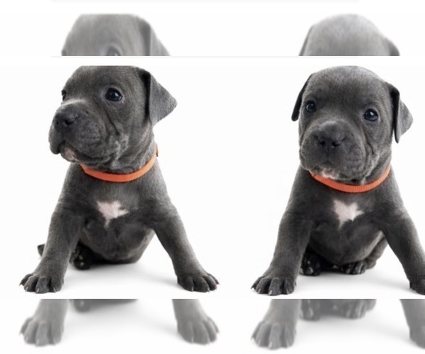 Medium Photo #2 American Pit Bull Terrier Puppy For Sale in ORANGE, NJ, USA