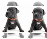 Small #1 American Pit Bull Terrier
