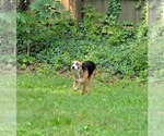 Small #21 Beagle Mix