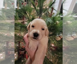 Goldendoodle Puppy for sale in TROY, MO, USA