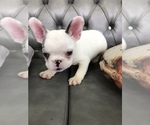 Small Photo #3 French Bulldog Puppy For Sale in FORT PIERCE, FL, USA