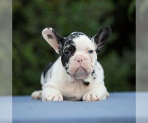 French Bulldog Puppy for sale in EMPIRE STATE, NY, USA
