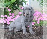 Small #2 Great Dane