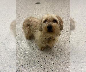 Maltese-Unknown Mix Dogs for adoption in Brighton, CO, USA