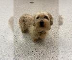 Small Maltese Mix