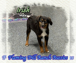 Image preview for Ad Listing. Nickname: Irish