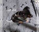 Small Photo #9 Australian Cattle Dog Puppy For Sale in LAURENS, SC, USA