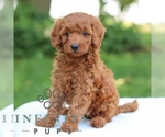 Small #3 Goldendoodle (Miniature)