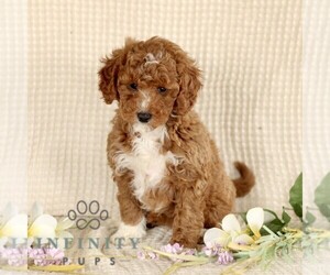 Goldendoodle (Miniature) Puppy for sale in GORDONVILLE, PA, USA
