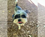 Small #1 Shih Tzu